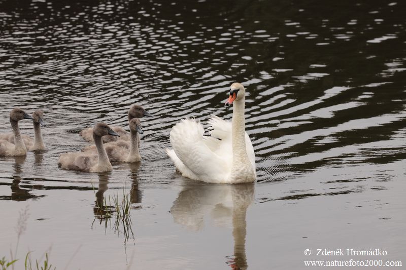Mute Swan, Cygnus olor (Birds, Aves)